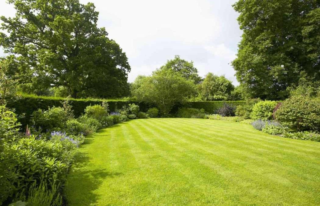 How to Get a Greener Lawn in 10 Simple Steps