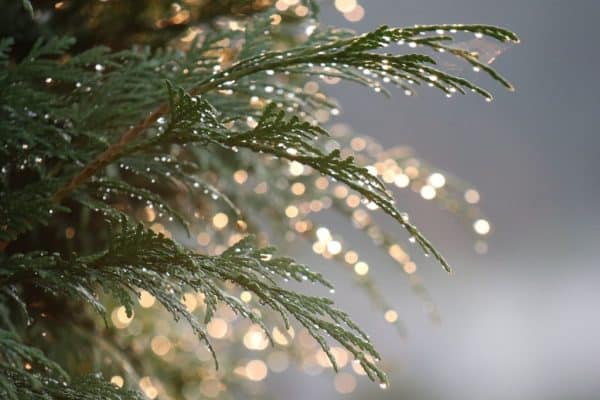 green branches with fresh water drop