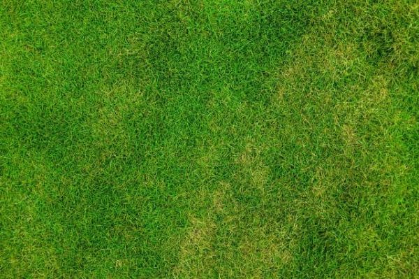 Modern grass texture
