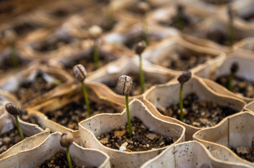 Organic maintained seeds in a pot