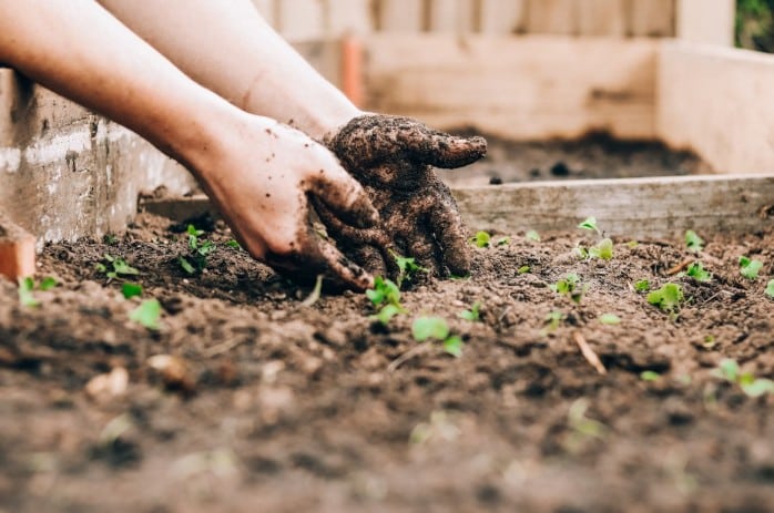 Home grown soil planting