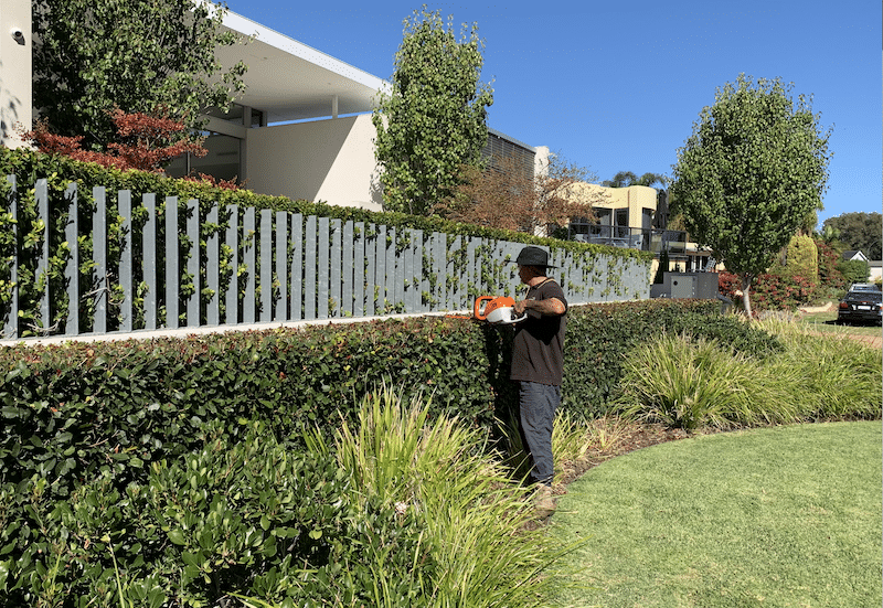 hedge trimming in bateman front gardens