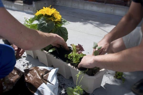 People planting together doing container gardening