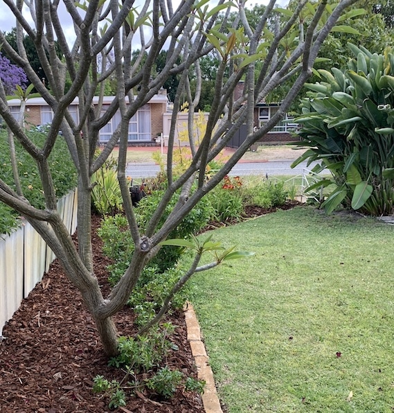 front garden in perth with mulch and plants