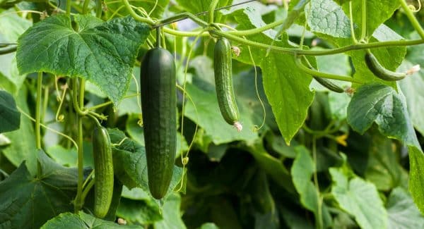 Hanging cucumber and other vertical plants for vertical gardening