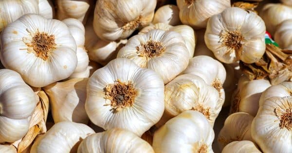 Garlic bulbs for use as an organic insecticidal spray for garden