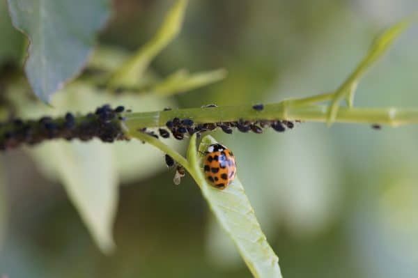 Ladybug sitting on the plant as a natural pest predator