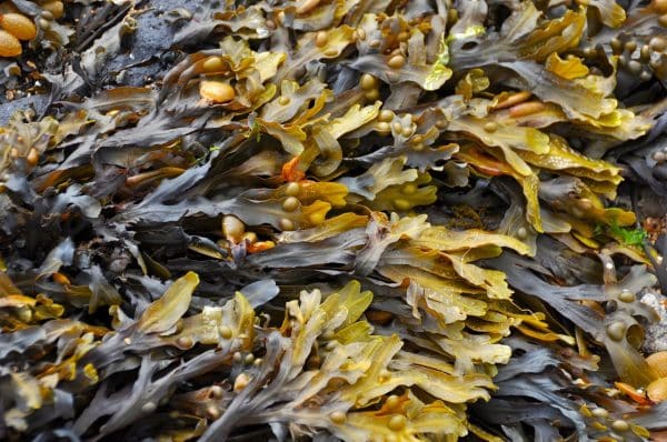Seaweed Extract for garden plant booster