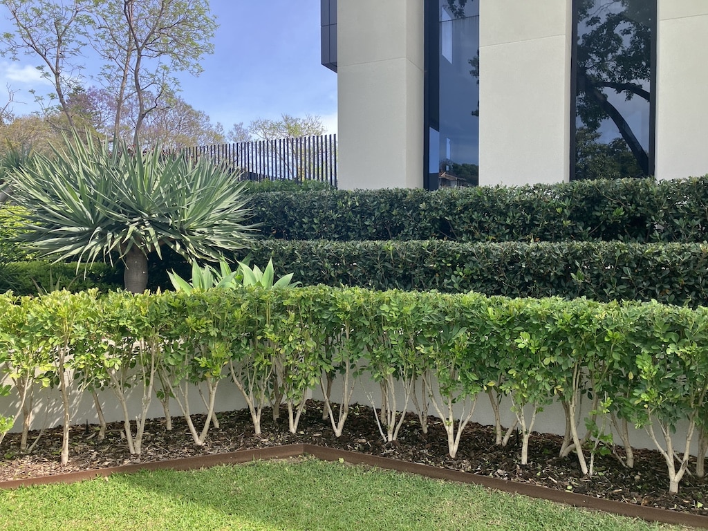 maintained hedges in front garden commercial premise