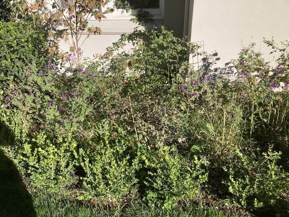 overgrown garden bed with shrubs and plants 