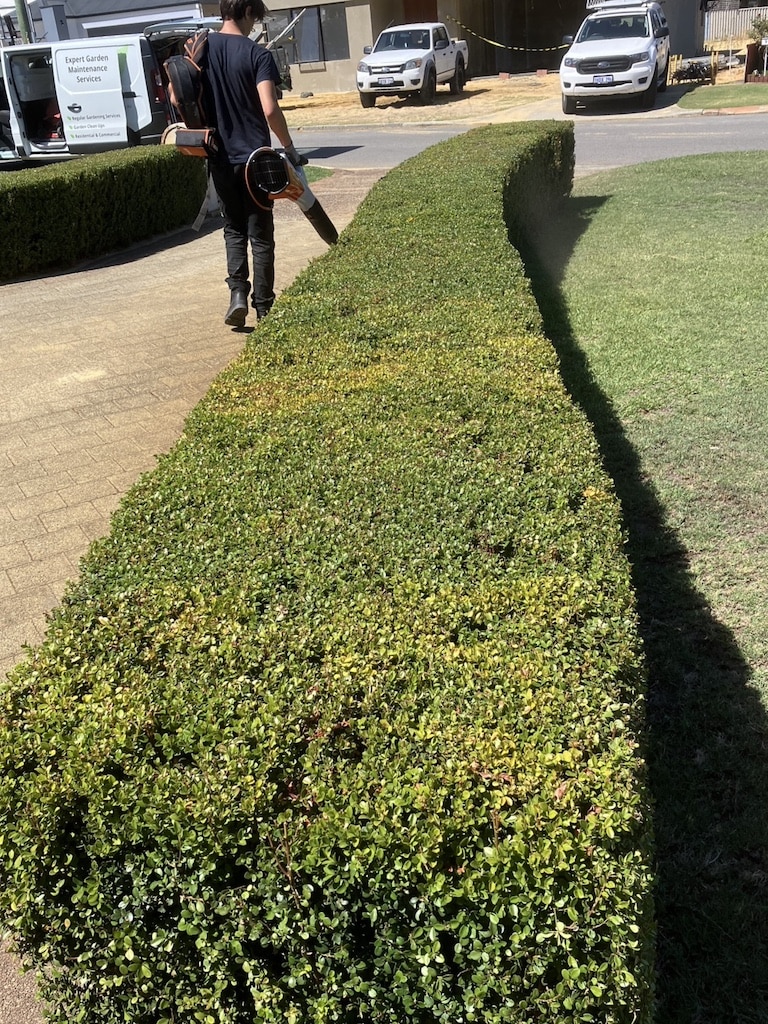 gardener tidying driveway hedge