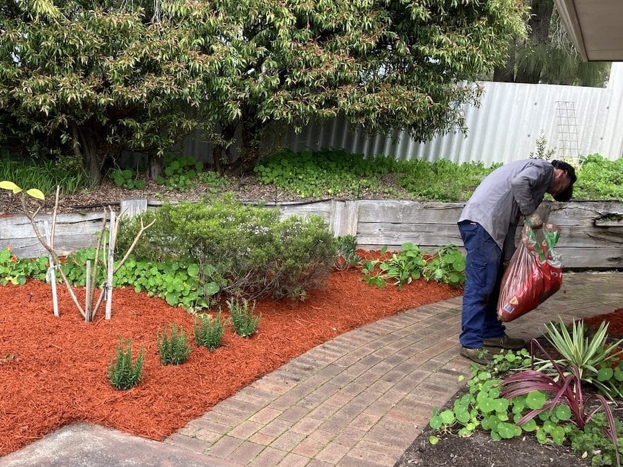 gardener applying mulch in perth garden beds